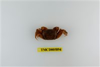 藏品(德氏仿厚蟹)的圖片